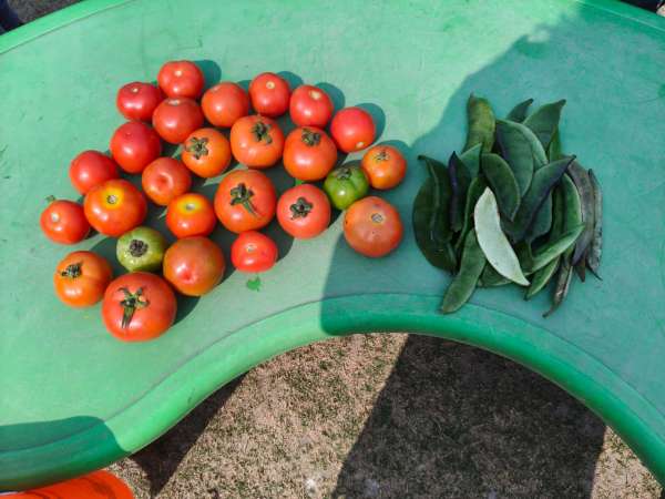 Vegetable Market Day Celebration (2026)