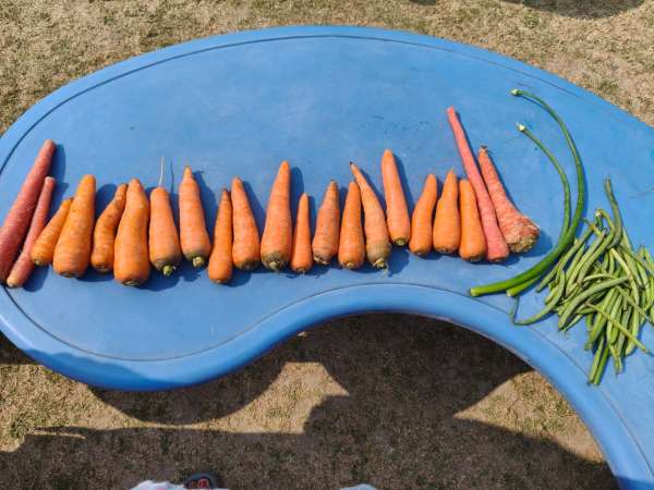 Vegetable Market Day Celebration (2026)