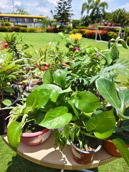 Plantation Day Celebration Classes 6 – 12 (2026)